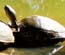 Snapping Turtles